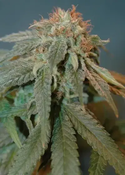 Haoma by House of the Great Gardener, Photoperiod cannabis strain