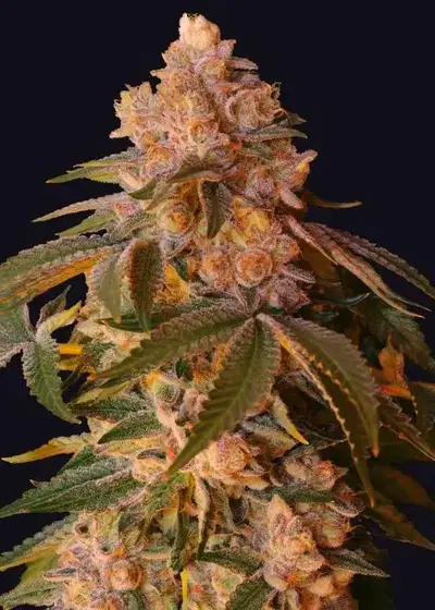 Happy Ending by The Grateful Seeds, Photoperiod cannabis strain