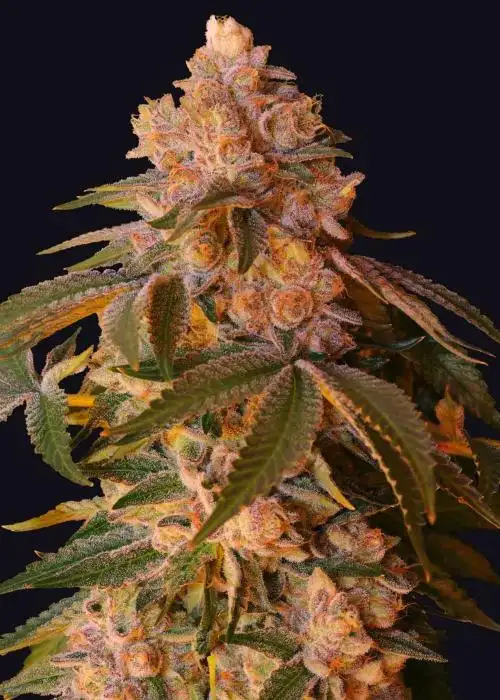 Happy Ending by The Grateful Seeds, Photoperiod cannabis strain