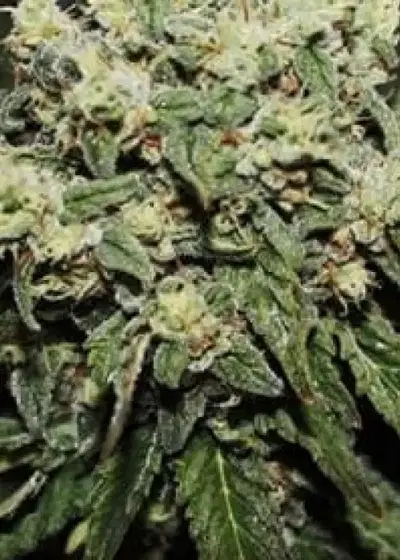 Hard Diesel by Gea Seeds, Photoperiod cannabis strain