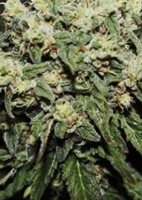 Hard Diesel by Gea Seeds, Photoperiod cannabis strain