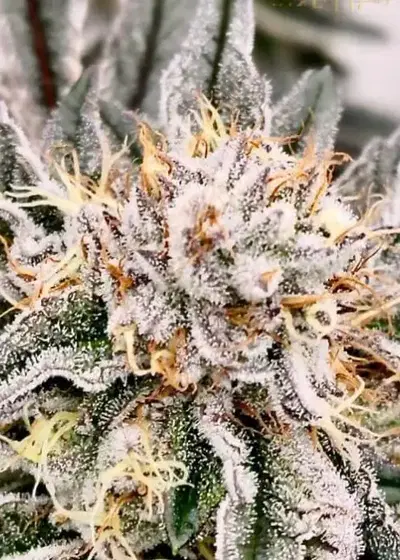 Hardcore MAC by Nasha Genetics, Photoperiod cannabis strain
