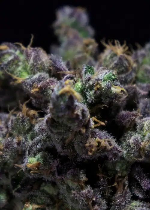 Haribo ( ZKIEM) by R-Kiem Seeds, Photoperiod cannabis strain