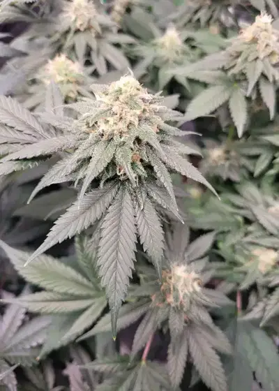 Harlequin CBD by Herbies USA Express, Photoperiod cannabis strain