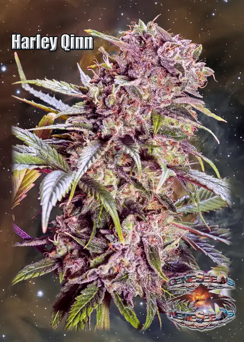 Harley Qinn by GeneSeeds - NemeSeeds, Photoperiod cannabis strain