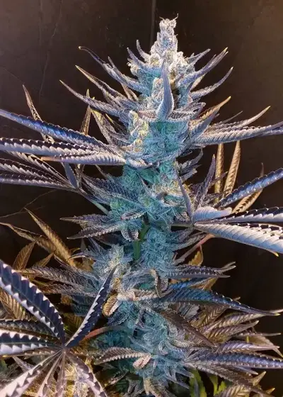 Harliqueen by TGA Genetics Subcool Seeds, Photoperiod cannabis strain
