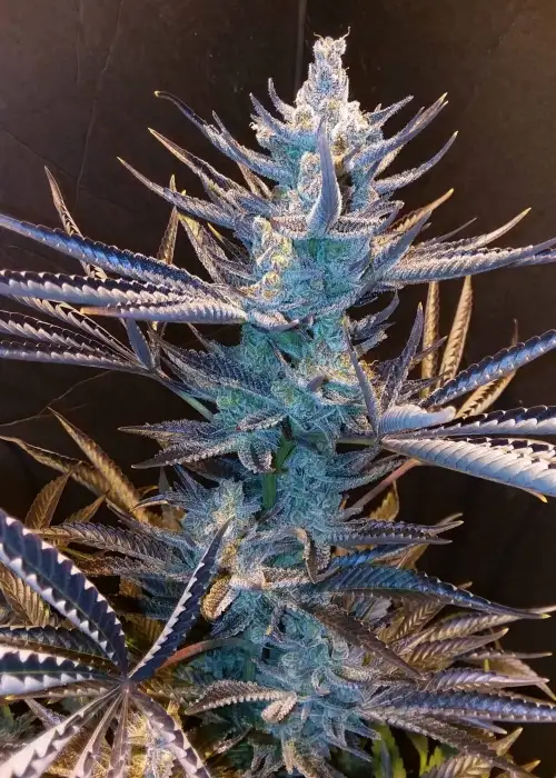 Harliqueen by TGA Genetics Subcool Seeds, Photoperiod cannabis strain