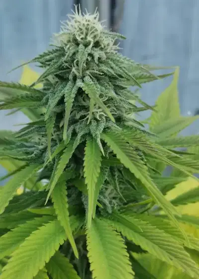 Harvest Festival by Aztech, Photoperiod cannabis strain