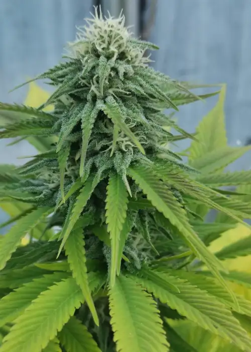 Harvest Festival by Aztech, Photoperiod cannabis strain