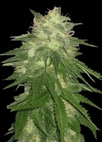 Hash Bud by Quebec Cannabis Seeds QCS, Photoperiod cannabis strain
