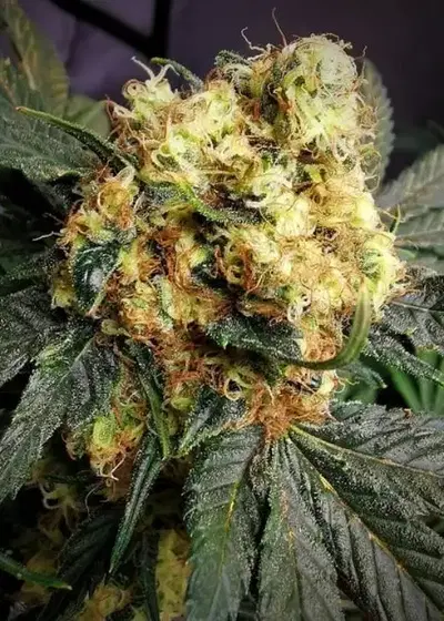 Hash Cake by Jinxproof Genetics, Photoperiod cannabis strain