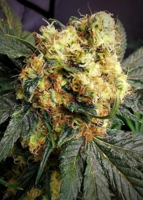 Hash Cake by Jinxproof Genetics, Photoperiod cannabis strain