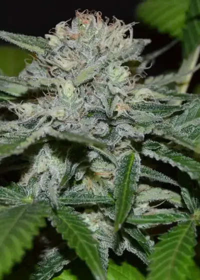 Hash Fruit by Cannabiogen Seeds, Photoperiod cannabis strain