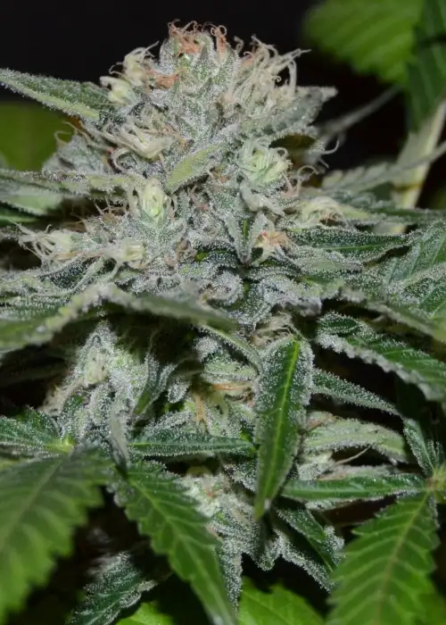 Hash Fruit by Cannabiogen Seeds, Photoperiod cannabis strain