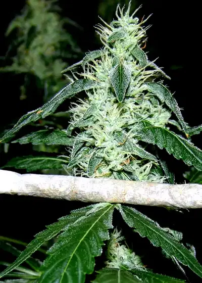 Hash Heaven by Soma Seeds, Photoperiod cannabis strain