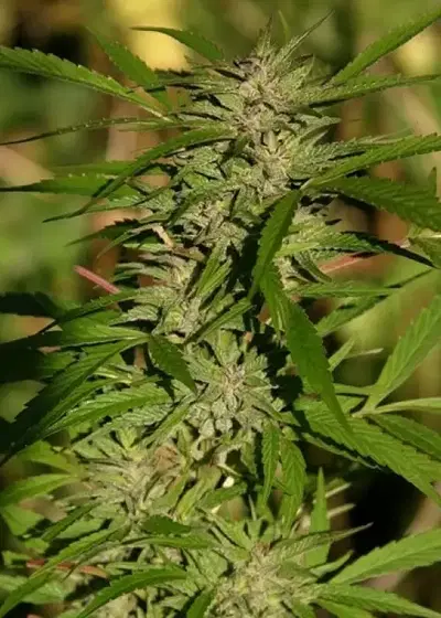 Hash Plant 2 by Zenseeds, Photoperiod cannabis strain