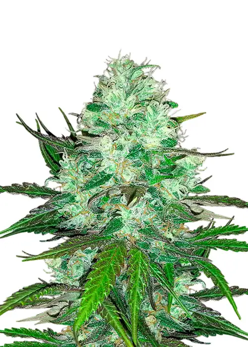Hash Plant by Crop King Seeds, Photoperiod cannabis strain