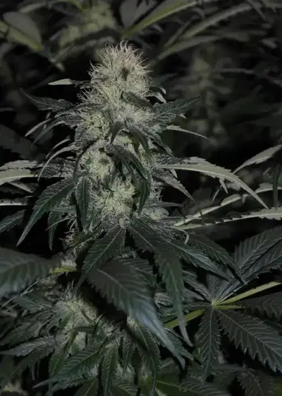Hashberry by Mandala, Photoperiod cannabis strain