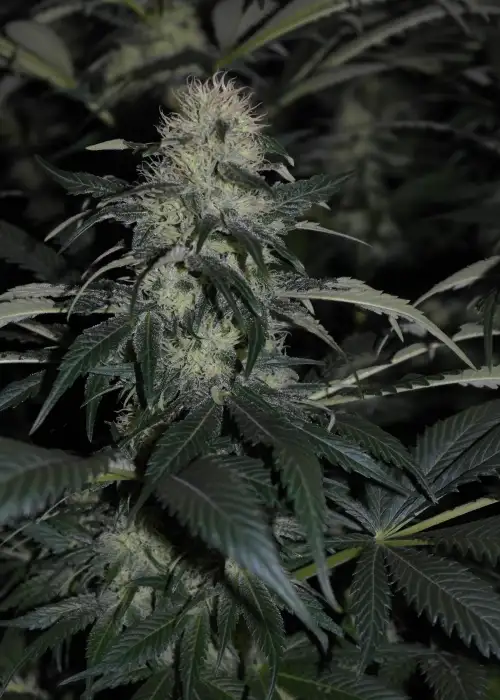 Hashberry by Mandala, Photoperiod cannabis strain