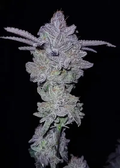 Hater-Aid by G.O.A.T Genetics, Photoperiod cannabis strain