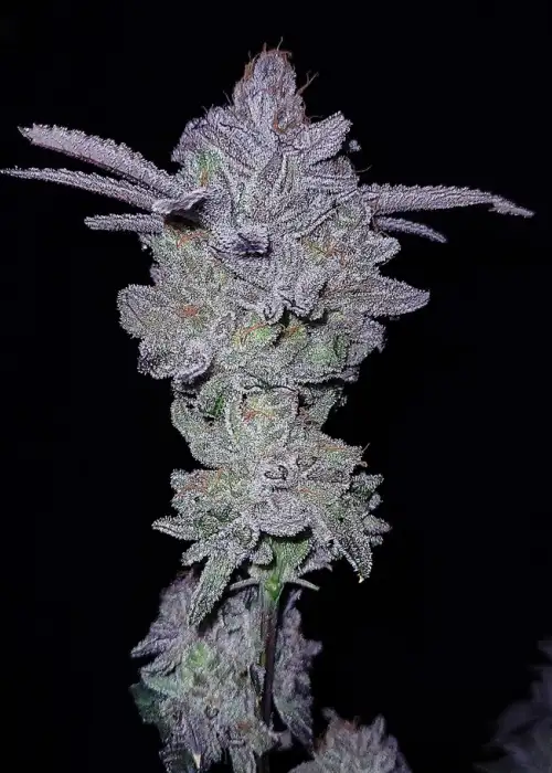 Hater-Aid by G.O.A.T Genetics, Photoperiod cannabis strain