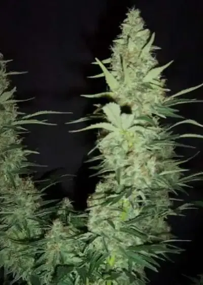 Hawaii Maui Waui by Nirvana, Photoperiod cannabis strain