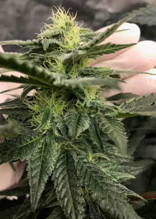 Hawaiian Lights (Purest Indica x NL#5) by Authentic Genetics, Photoperiod cannabis strain