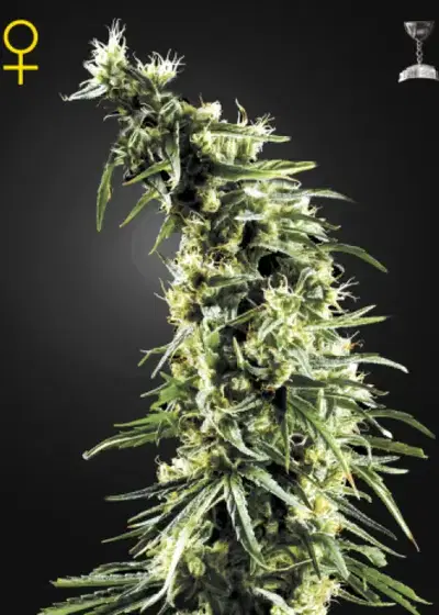 Hawaiian Snow by Green House Seed Co., Photoperiod cannabis strain