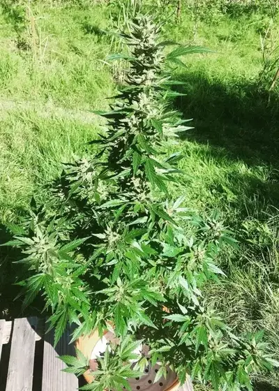 Haze Auto Tao by Top Tao Seeds, Autoflower cannabis strain
