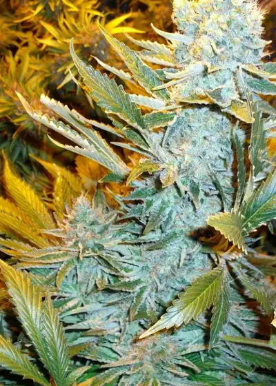 Haze Express Autoflowering by Phoenix Seeds, Autoflower cannabis strain
