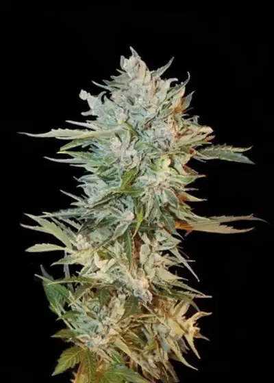 Haze Gom by Grass O Matic, Autoflower cannabis strain