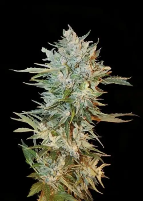 Haze Gom by Grass O Matic, Autoflower cannabis strain
