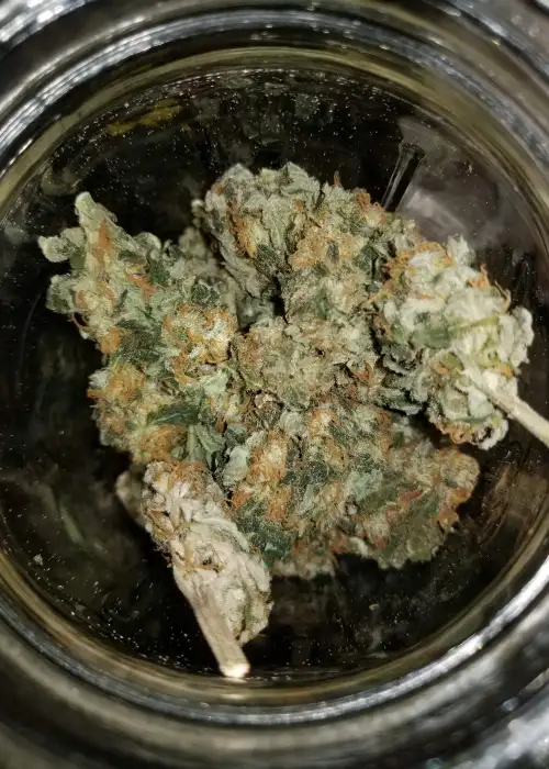Haze Mix by Seedsman, Photoperiod cannabis strain