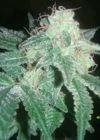 Haze Special by KC Brains, Photoperiod cannabis strain