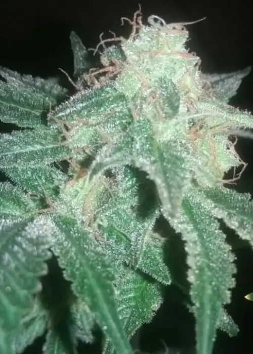 Haze Special by KC Brains, Photoperiod cannabis strain