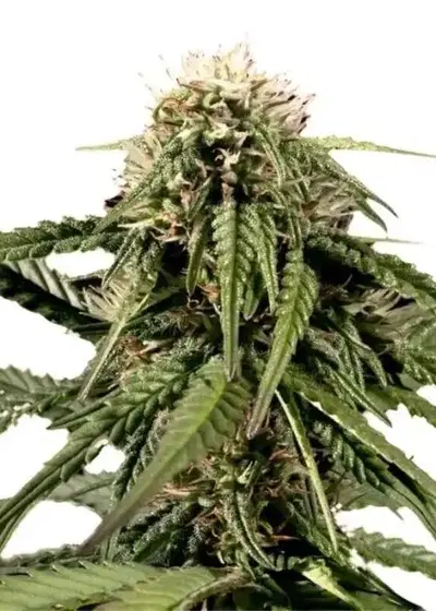 Haze by Cannabiorganic genetics, Photoperiod cannabis strain