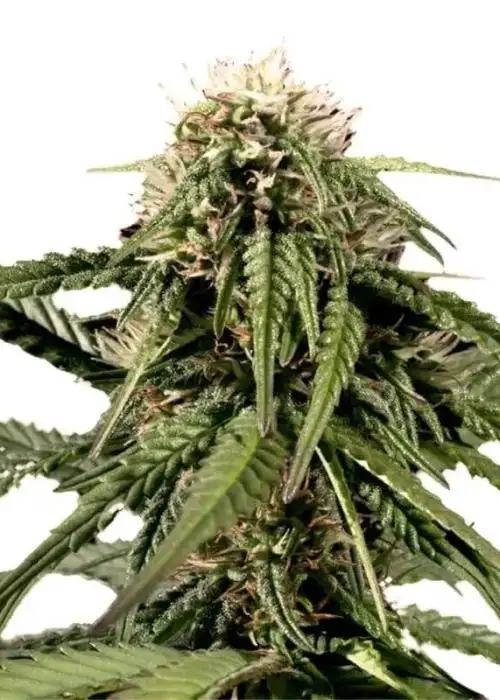 Haze by Cannabiorganic genetics, Photoperiod cannabis strain