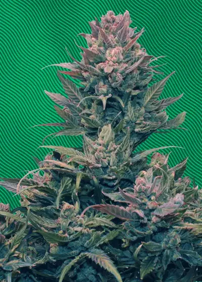 Hazenberg AM Auto by Hypno Seeds, Autoflower cannabis strain