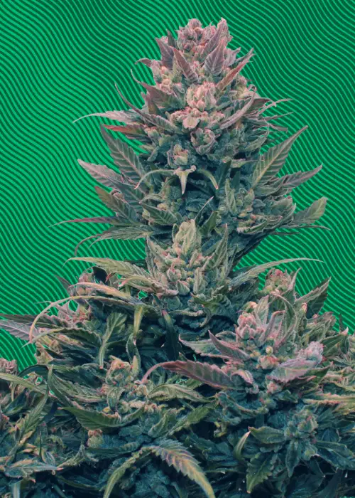 Hazenberg AM Auto by Hypno Seeds, Autoflower cannabis strain