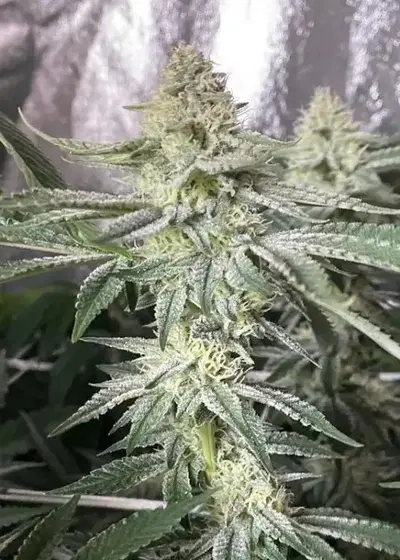 Head Cake by Elev8 Seeds, Photoperiod cannabis strain