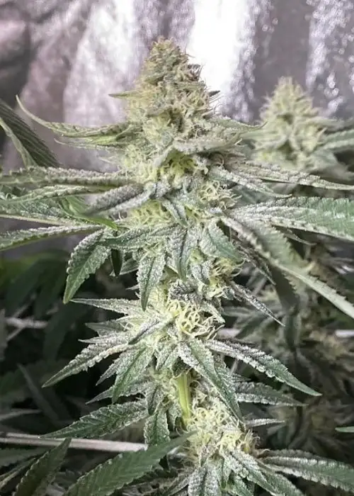 Head Cake by Elev8 Seeds, Photoperiod cannabis strain