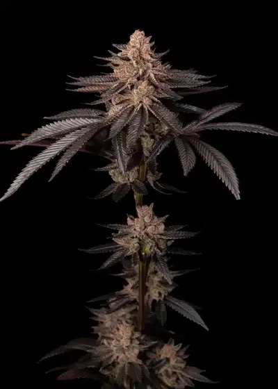 Head Candy by Dirty Bird Genetics, Photoperiod cannabis strain
