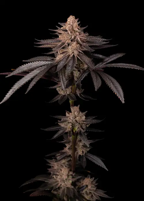 Head Candy by Dirty Bird Genetics, Photoperiod cannabis strain