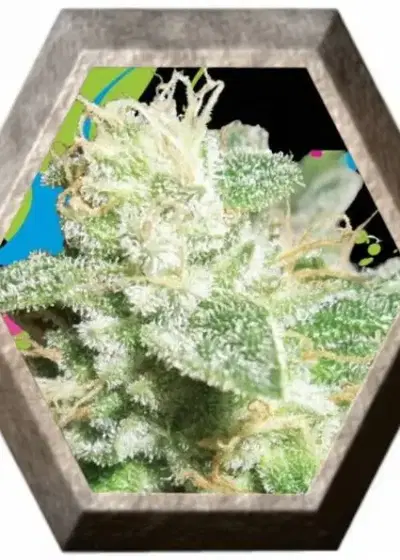 Head Cheese by Big Buddha Seeds, Photoperiod cannabis strain
