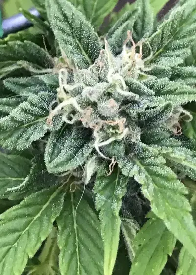Head Stash Auto by Big Head Seeds, Autoflower cannabis strain