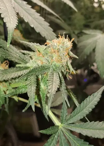 Headband by Grand Daddy Purp, Photoperiod cannabis strain