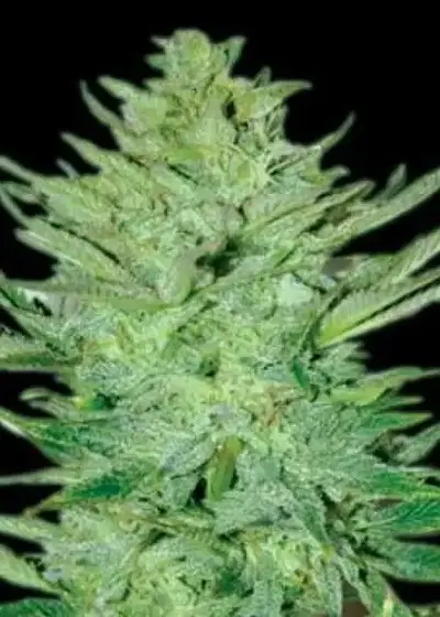 Headlights Kush Auto by Emerald Triangle Seeds, Autoflower cannabis strain