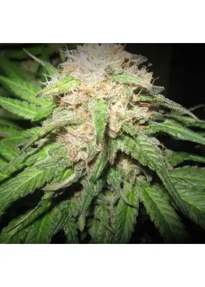Headshot by Seeds Mafia, Photoperiod cannabis strain