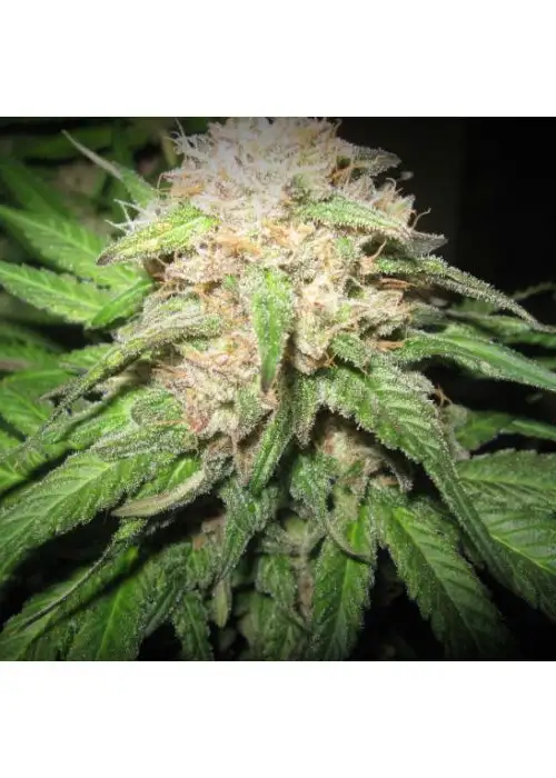 Headshot by Seeds Mafia, Photoperiod cannabis strain