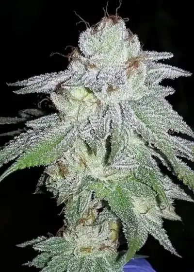 Headstash by Karma Genetics, Photoperiod cannabis strain